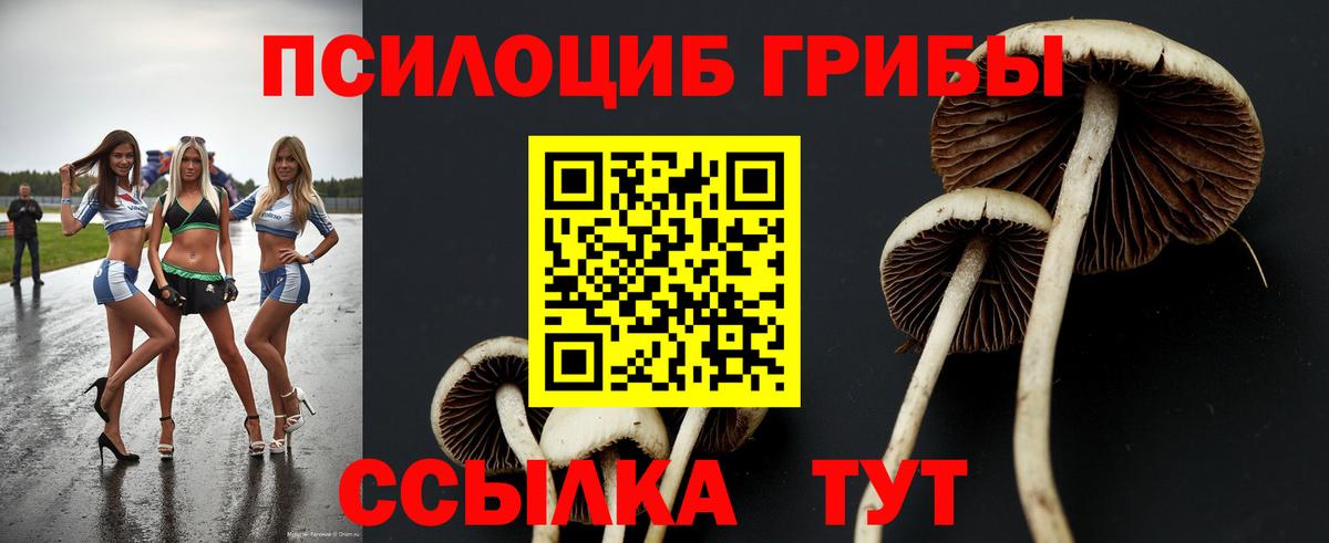 как найти закладки  Вход с VPN  Тайшет  Галлюциногенные грибы мицелий 
